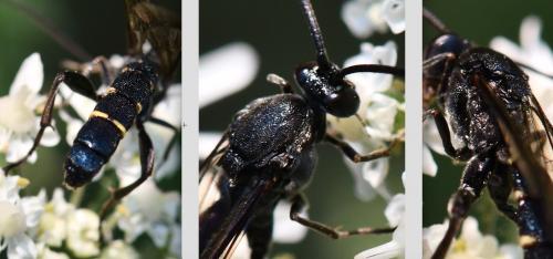 Réf. 264 280 : Metopius citratus